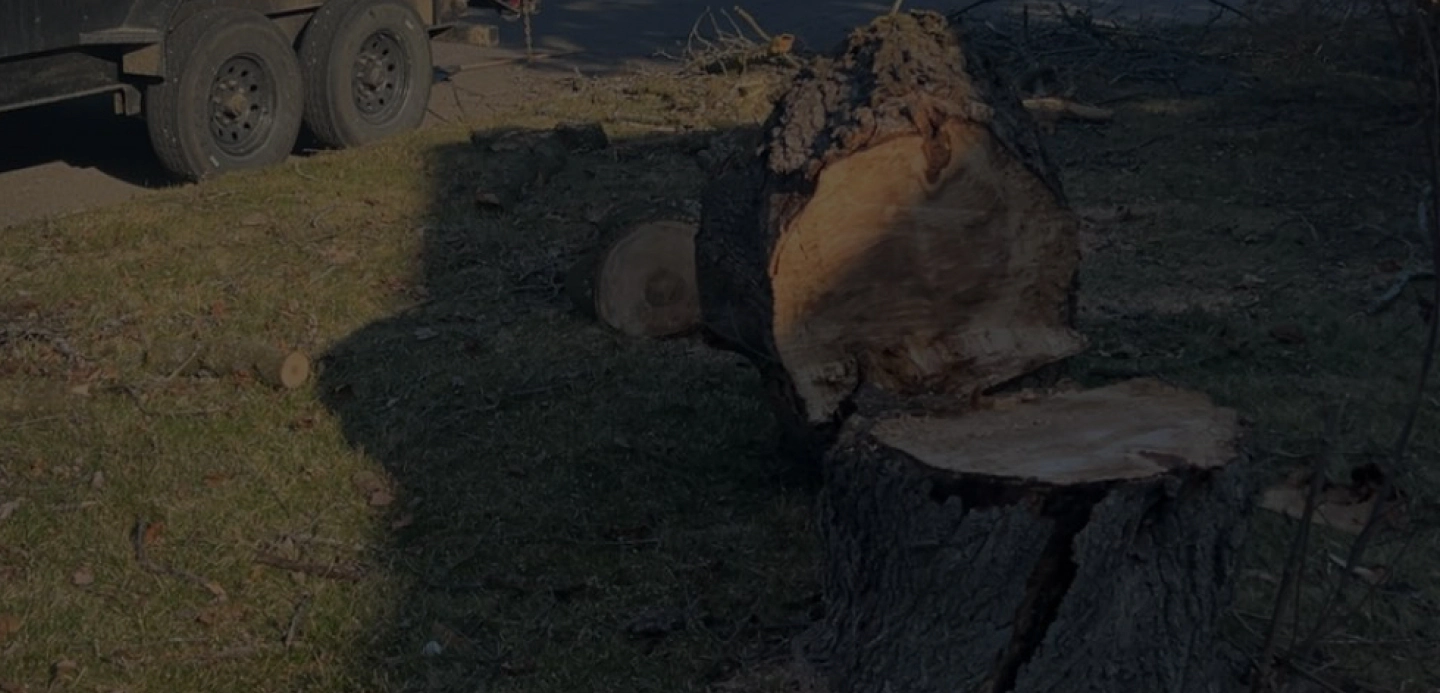 Stump Grinding 1
