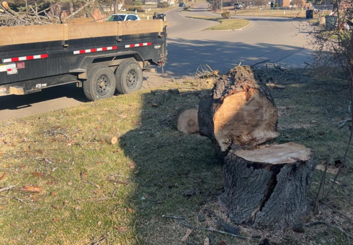 Tree Removal 2