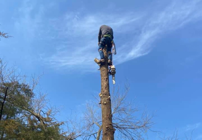 Tree Trimming 2