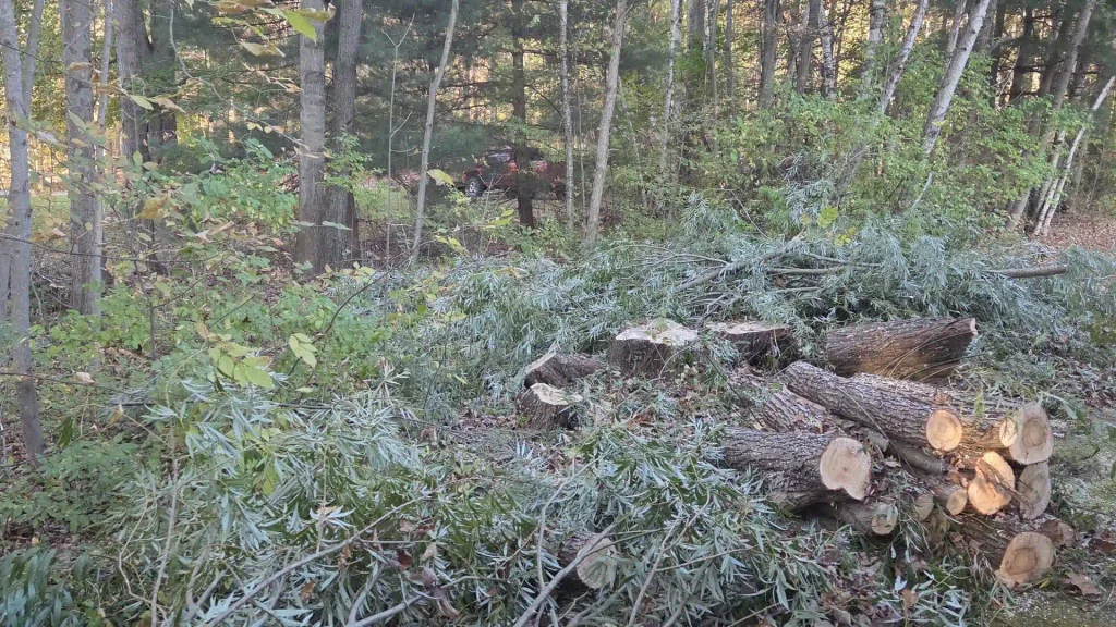 Why Appointments Ensure Quality Tree Care in Kingston, MI Blog