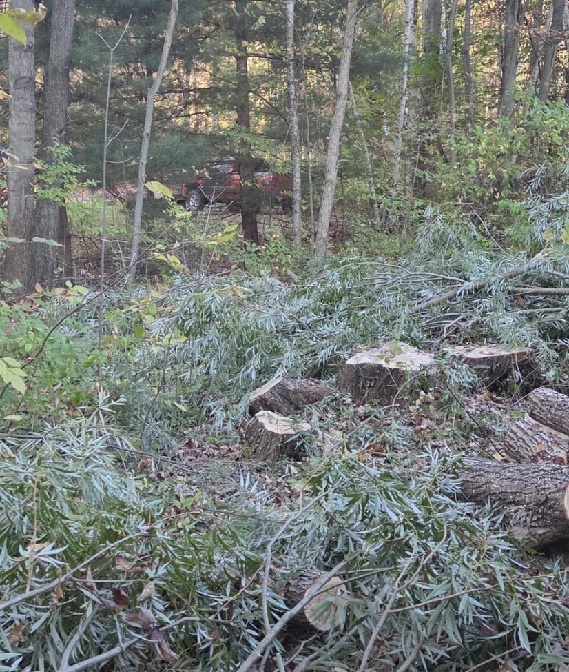 Why Appointments Ensure Quality Tree Care in Kingston, MI Blog2
